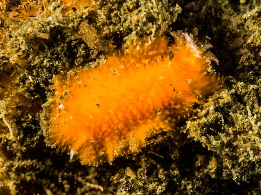 Rostanga lutescens